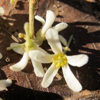 Aleurites moluccanus (L.) Willd.